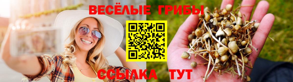 Псилоцибиновые грибы Cubensis Каспийск